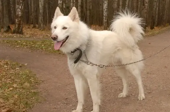 Пропала собака Лайка, 7, Аннинское поселение