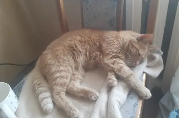 Пропал кот Тигрой на улице Железнодорожной, Саратов