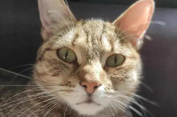 Кошки потеряшки, Санкт-Петербург, фото: Потеряшка кошка на Мечникова, 5 к2