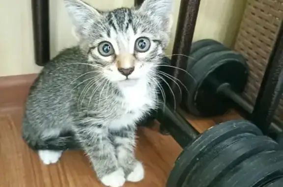 Найден котенок на ул. Г. Мушникова, 23 в Уфе