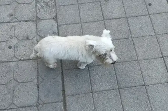Белая собачка на улице Омелькова, Анапа