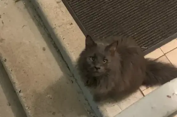 Найден серый котик на ул. Кошкина, 7, Москва