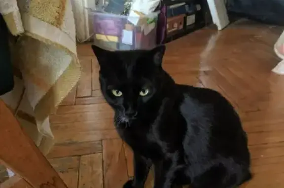 Кошки потеряшки, Москва, фото: Потеряшка черная кошка с ул. Паршина, 17 в Москве