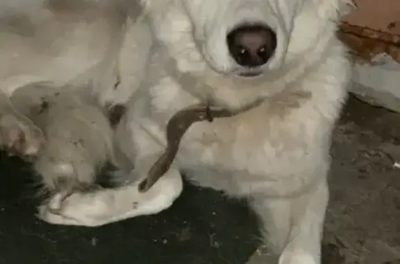 Найдена белая собака возле ресторана на Парковой улице