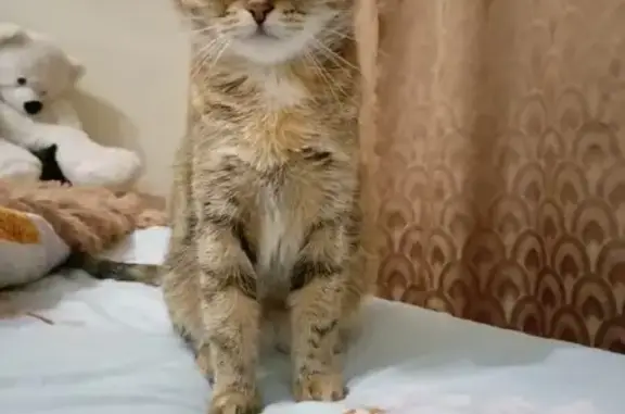 Пропала кошка Мотя на улице Гагарина, 12