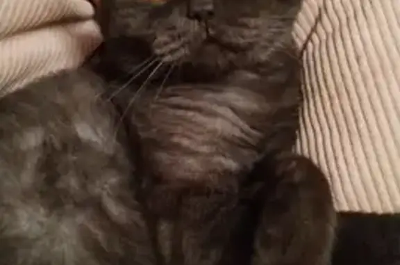 Кошки потеряшки, Москва, фото: Потеряшка кошка на Винницкой улице, найден!