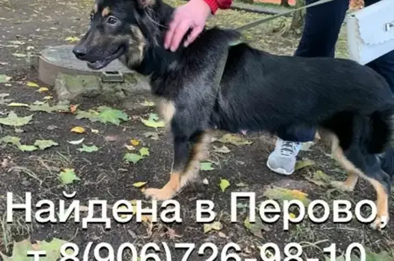Найдена собака на 3-й Владимирской, Москва