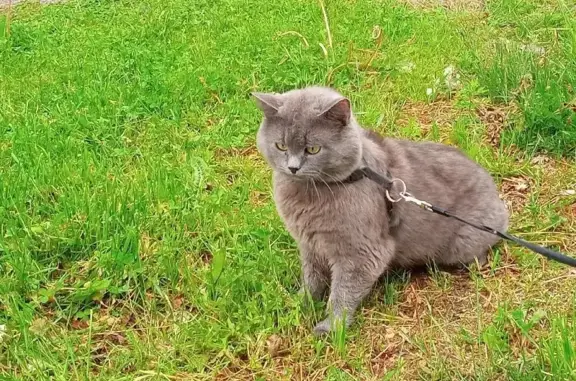 Кошки потеряшки, Надвоицы, фото: Потеряшка кошка Миша на Петрозаводская 2