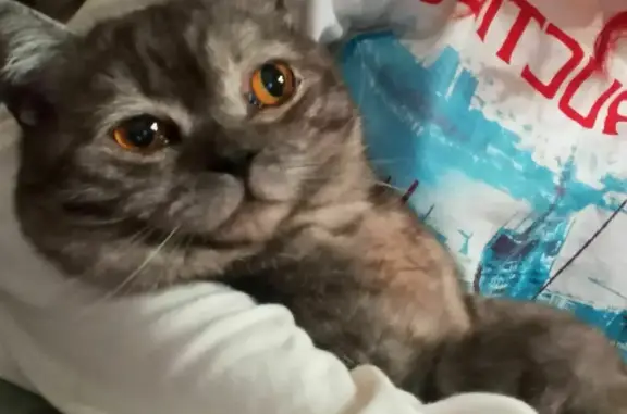 Кошки потеряшки, Самара, фото: Потеряшка кошка на Чапаевской, 155 в Самаре.