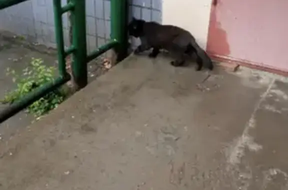 Найден чёрный кот на ул. Серова, 14 (Казань)