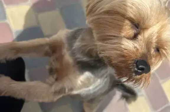 Собаки потеряшки, Липецк, фото: Потеряшка собака Чарли в Липецке, район сокола