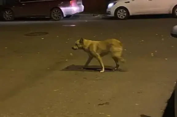 Найдена собака на улице Мира, Уфа