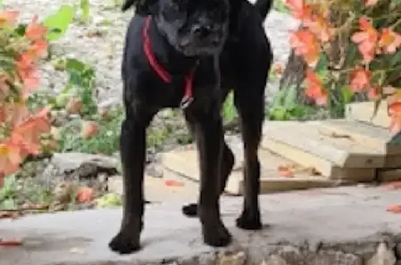 Собаки потеряшки, Москва, фото: Потеряшка собака на ул. Летчика Бабушкина, дом 6, Москва.