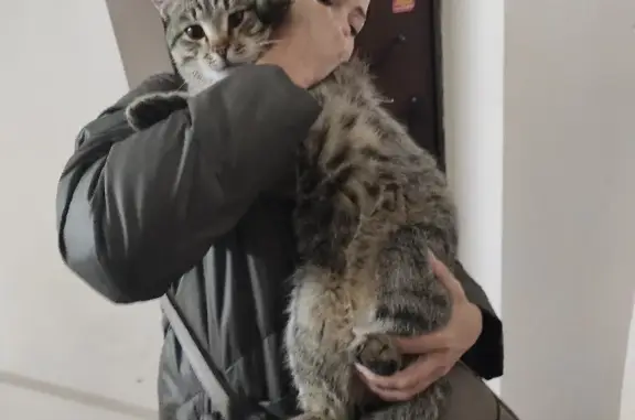 Дикий кот найден в Костроме
