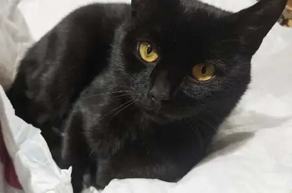 Найден чёрный кот на Оружейной, Тула