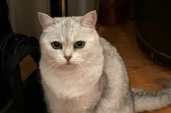 Кошки потеряшки, Киров, фото: Потеряшка кошка британской породы в Богородской