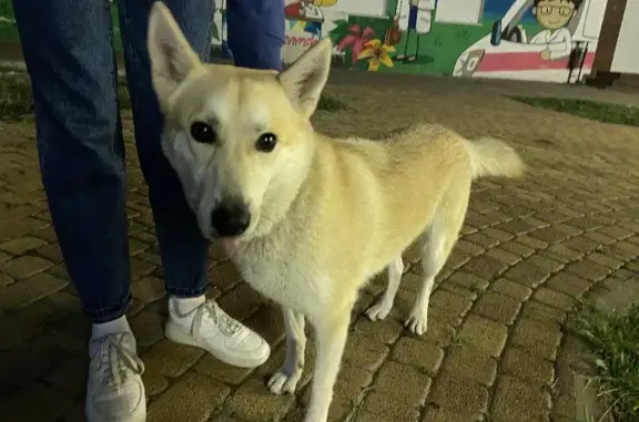 Собака найдена на пр. Ленина, 55 в Новороссийске