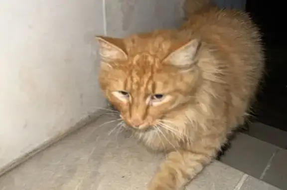 Пропала кошка в д. Писково, похожа на домашнюю, возможно потерялась год назад.