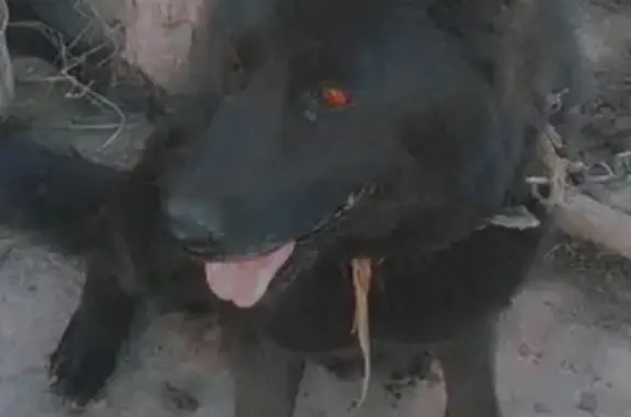 Пропала собака Аза на улице Приволжской, Казань