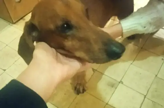 Найдена собака, Москва, фото: Найдена такса на Звёздном бульваре 30 кор 1!