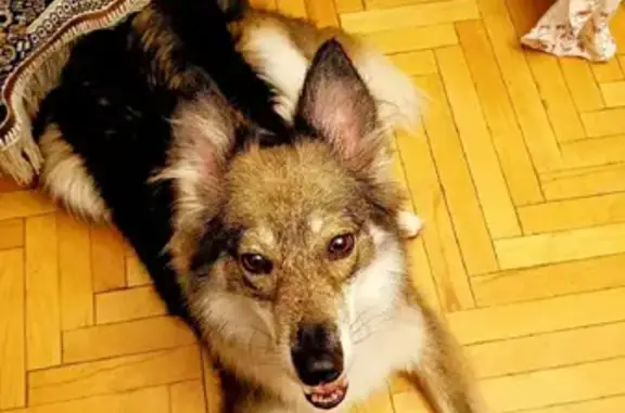 Собаки потеряшки, Москва, фото: Потеряшка собака с адресом на Байкальской улице, д. 40/17