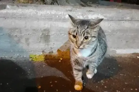 Найдена ласковая кошка возле озера Летнее, ул. Автомобильная, 24
