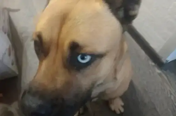 Найдена собака на Волхонском шоссе