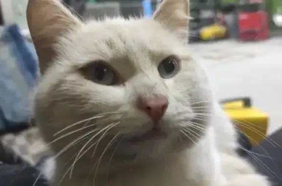 Найден белый кот с рыжими вкраплениями на Новопортовской, Якутск