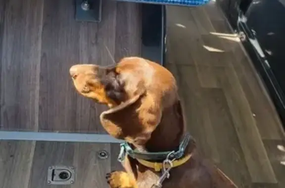 Собаки потеряшки, Москва, фото: Потеряшка собака Такса на Костромской, вознаграждение 100%