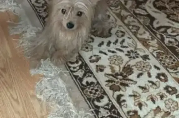 Собака найдена на пр-те Ермака, 108 в Новочеркасске.