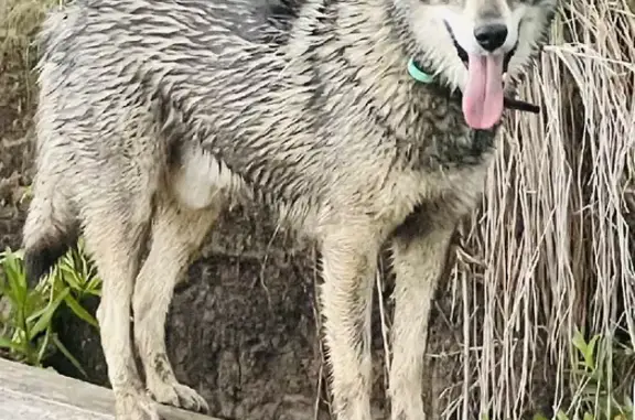 Собаки потеряшки, , фото: Потеряшка собака Бес в р-не Белый-Яр, вознаграждение гарантировано. Ханты-Мансийск.