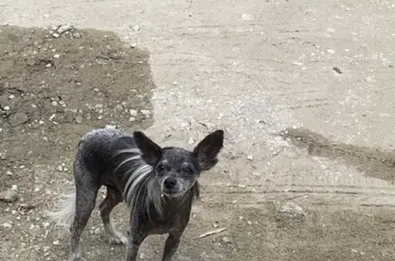 Найдена собака, Новороссийск, фото: Собака бродит на улице Монтажников, 5