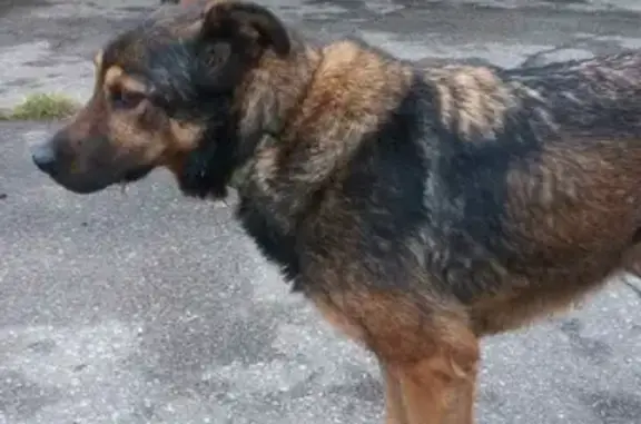 Собака с адресником найдена в Сокольниках, Москва