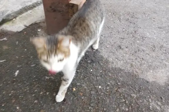 Найдена кошка, ищут новых хозяев: Первомайская улица, Новосибирск