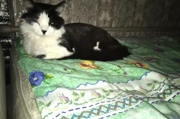 Пропала кошка Бублик на Железнодорожной, 36