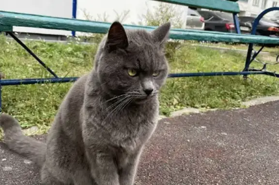 Найдена серая кошка на ул. Маршала Савицкого, 20 в Москве