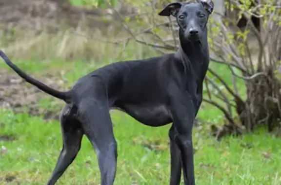 Собаки потеряшки, Москва, фото: Потеряшка черный левретка на Карамышевской набережной, Москва