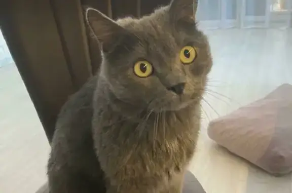 Пропал серый котик на Австрийской улице, 10 лет, награда!