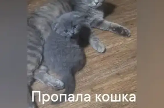 Потерянные животные Саранск, фото: Пропала кошка на улице Косарева, Саранск