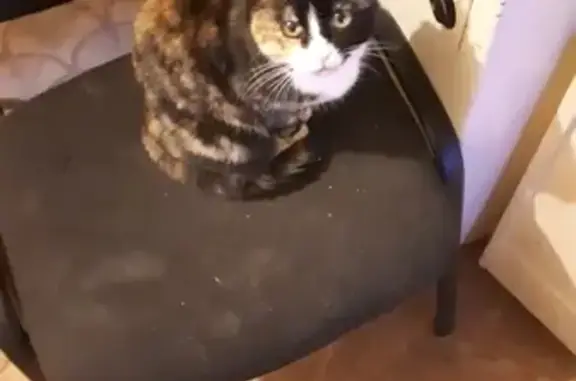 Кошки потеряшки, Ярославль, фото: Потеряшка кошка Эмилия на улице Юности, 17, Ярославль