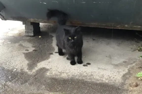 Кошка голодает на улице Искры, 31 к1 с1, Москва