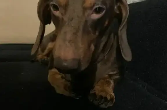 Объявления о пропавших и найденных животных, Москва, фото: Найдена такса мальчик на Реутовской, 6-8