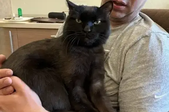 Кошки потеряшки, Мочищенский сельсовет, фото: Потеряшка кот на Краснояровском шоссе.