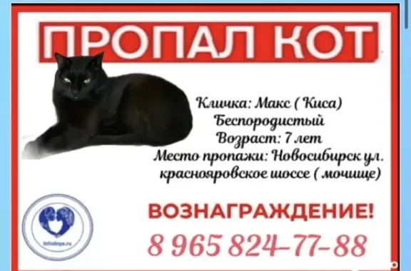 Кошки потеряшки, Новосибирск, фото: Потеряшка кошка на Краснояровском шоссе