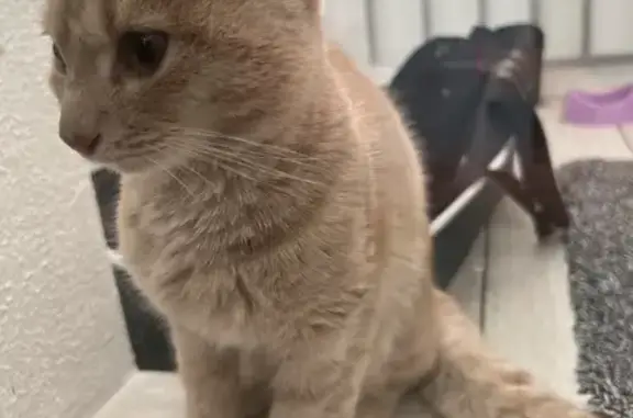 Найдена рыжая кошка с поврежденной лапкой возле ТЦ Планета, Уфа
