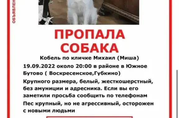 Собаки потеряшки, Москва, фото: Потеряшка пёс Миша в районе Воскресенское, Губкино (Москва)