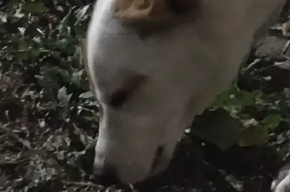 Найдена собака в Орехово-Зуево, проезд Гагарина 4