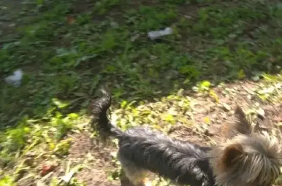 Собаки потеряшки, Писковичская волость, фото: Потеряшка мини йорк Энри, район д.Богданово, вознаграждение!