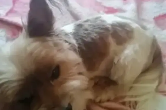 Пропала собака терьер Тима на Спасской улице в Суздале