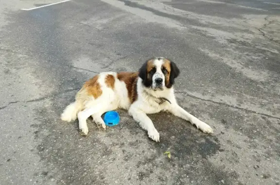 Собака найдена на улице Речная, Химки